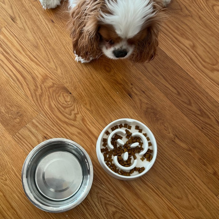 Dog looking at food and water bowls