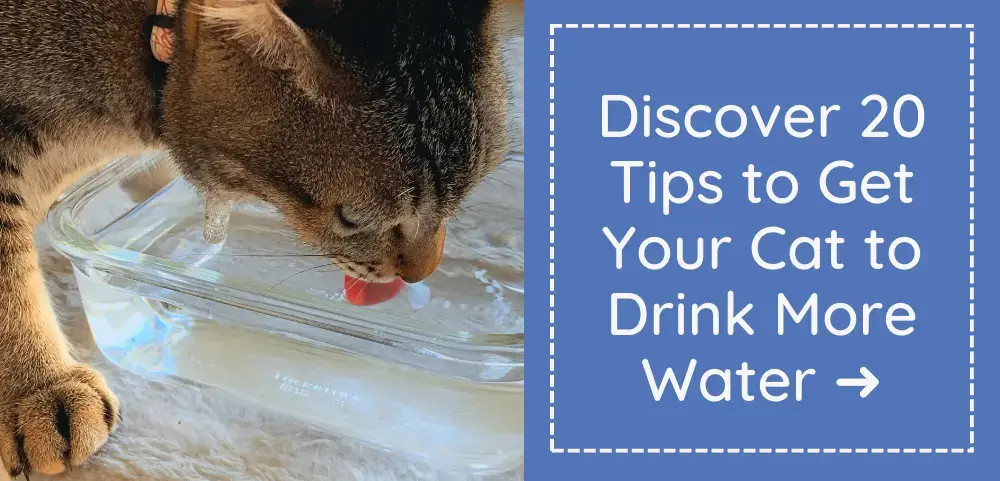 Link to article with tips on encouraging cats to drink more water, especially important for dry food diets