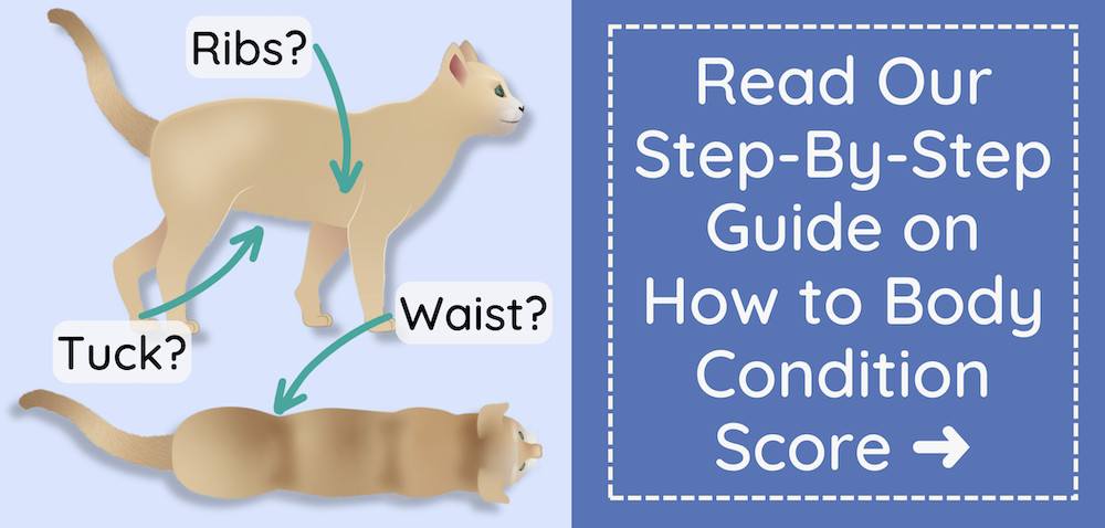 Link to guide on how to body condition score your cat to assess ideal weight