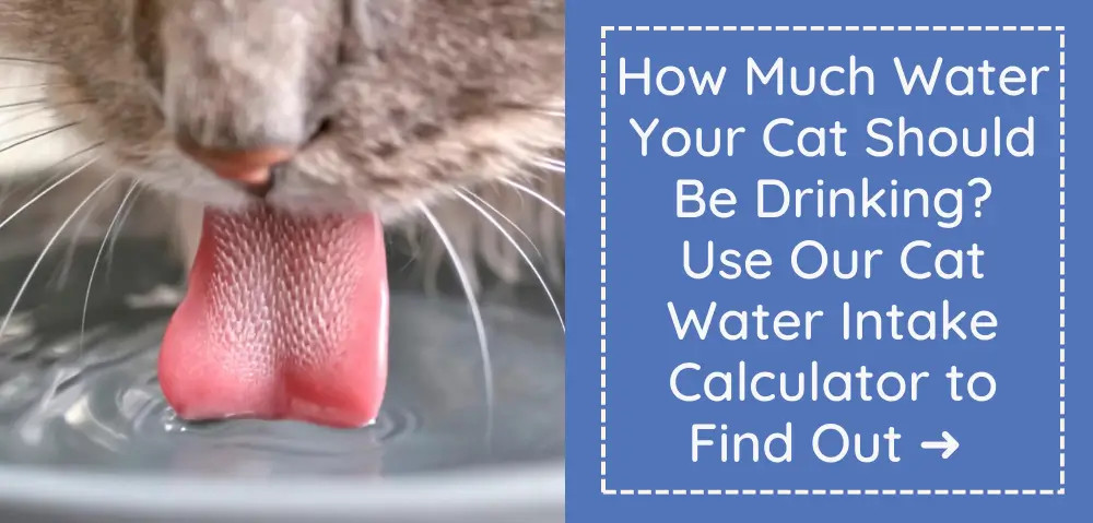 Link to cat water intake calculator for optimal hydration