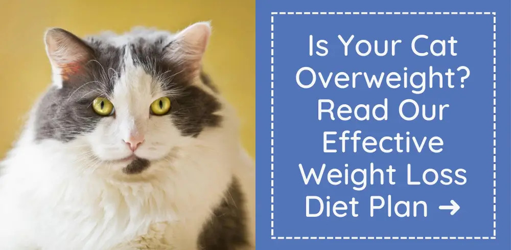 Link to weight loss plan for overweight cats, emphasizing safe and effective methods