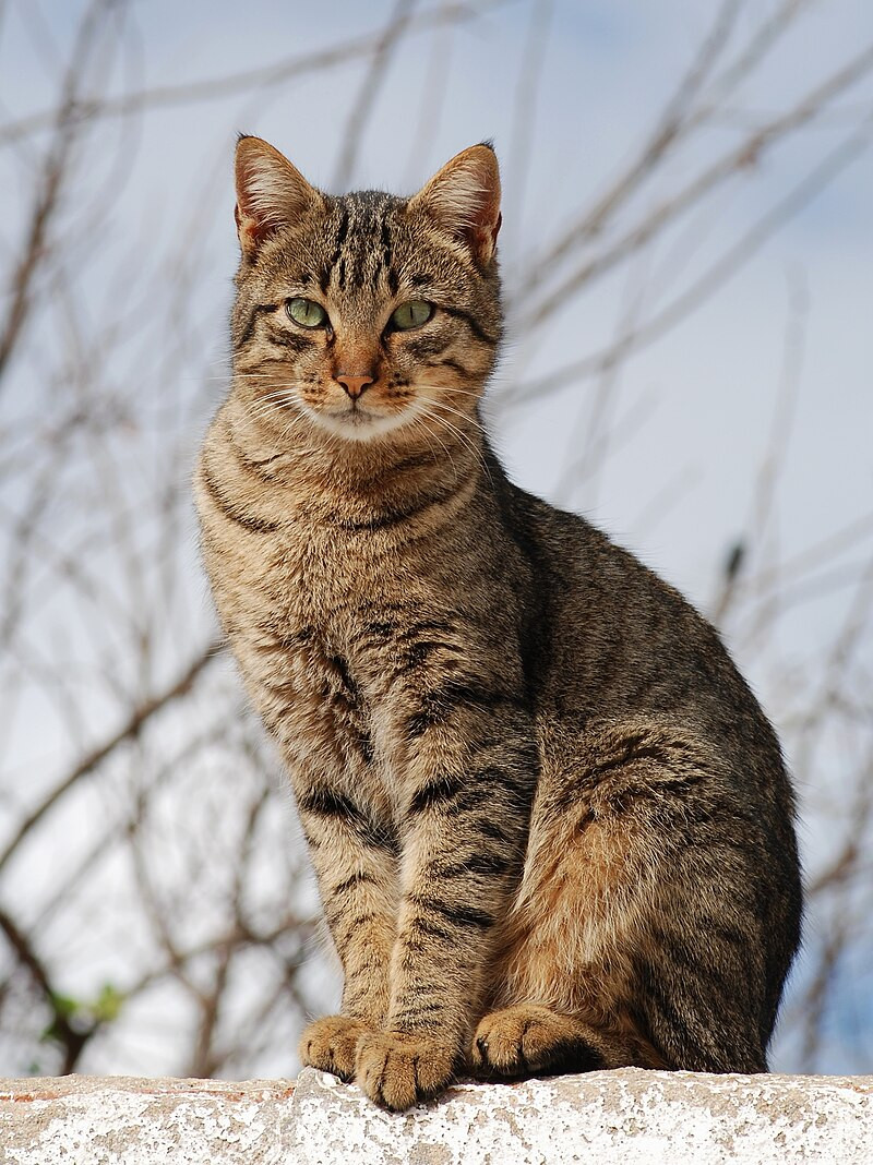 A concerned cat looking away from a full food bowl, indicating potential appetite loss.