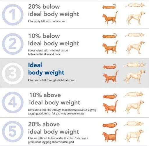 A vet explaining ideal pet body weight percentage using a chart, emphasizing pet health and nutrition