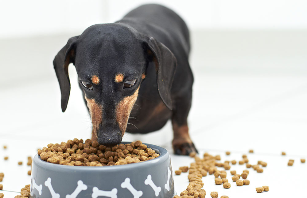 Is Wellness a Good Dog Food? A Detailed Review for Dog Owners