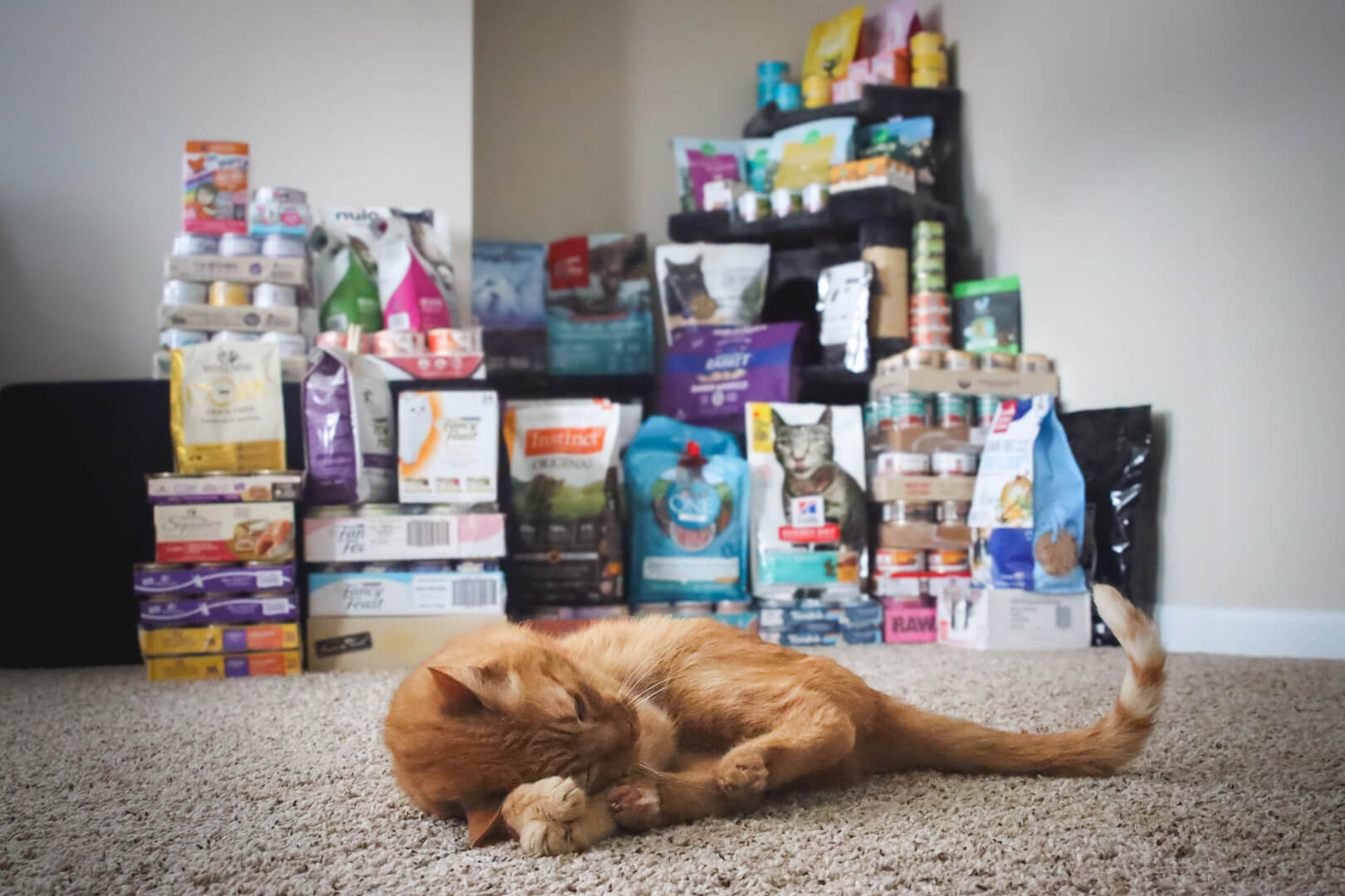 Cat Food Brands: Choosing the Best for Your Feline Friend