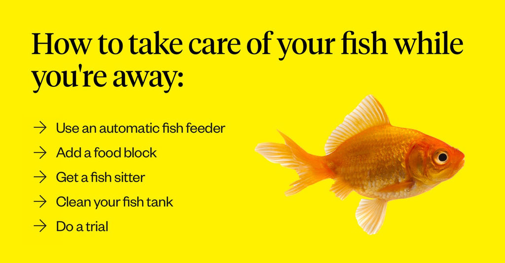How Long Can Fish Live Without Food?