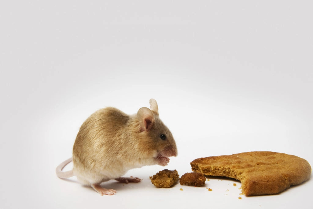 How Long Can Mice Go Without Food?