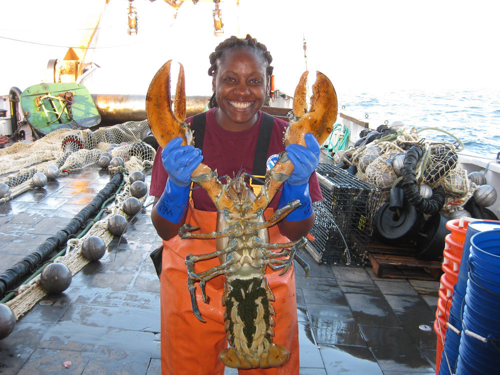 Large female American lobster with eggs