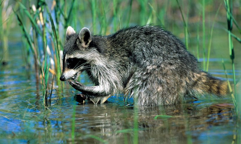 Why Does a Raccoon Wash Its Food? Unraveling the Raccoon Washing Mystery