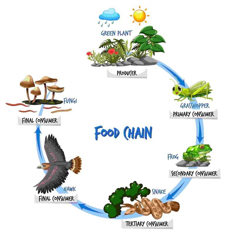 What is the Difference Between Food Chain and Food Web?