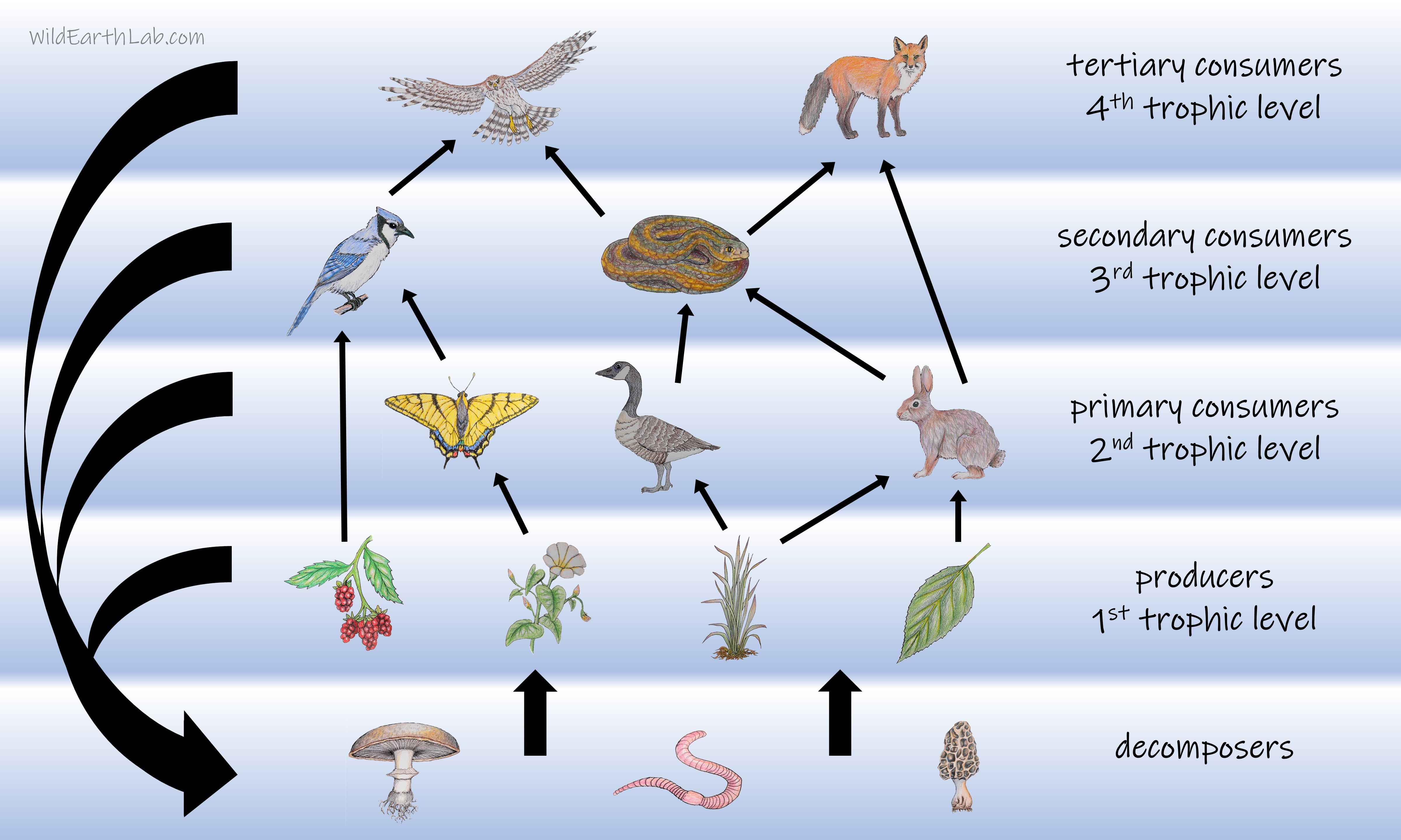 A detailed food web illustrating the interconnected feeding relationships between various producers, primary, secondary, and tertiary consumers in a diverse ecosystem.