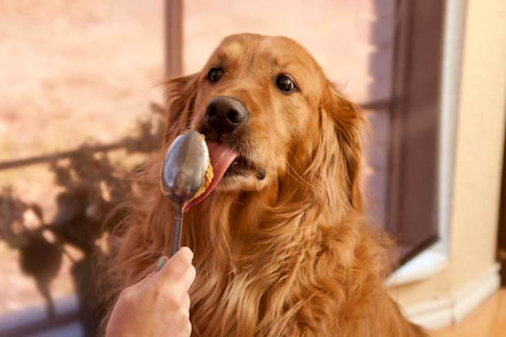 Golden Retriever with curious expression, thinking about food. Questioning if humans can eat dog food, pet food safety considerations.