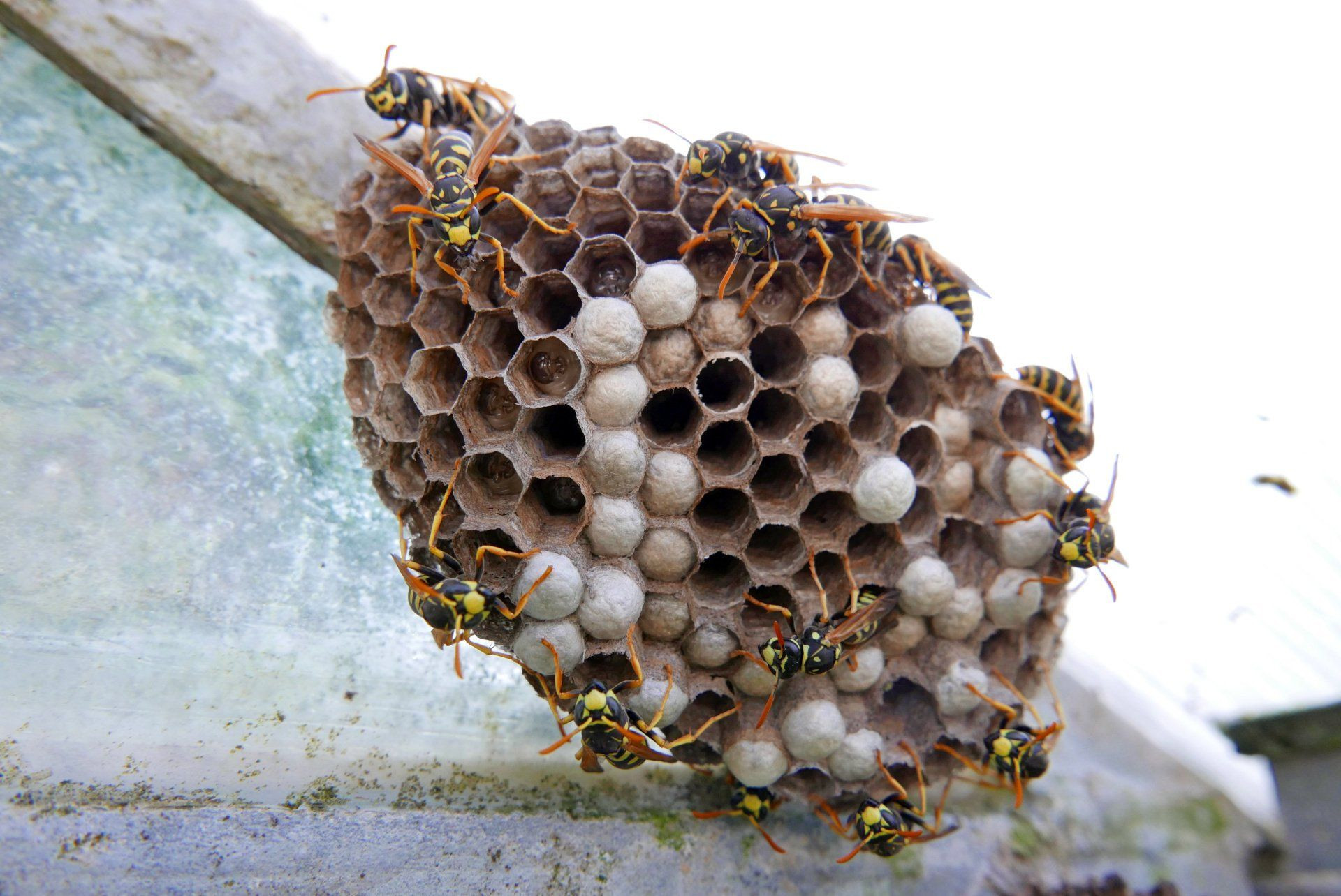 How Long Can Wasps Live Without Food?