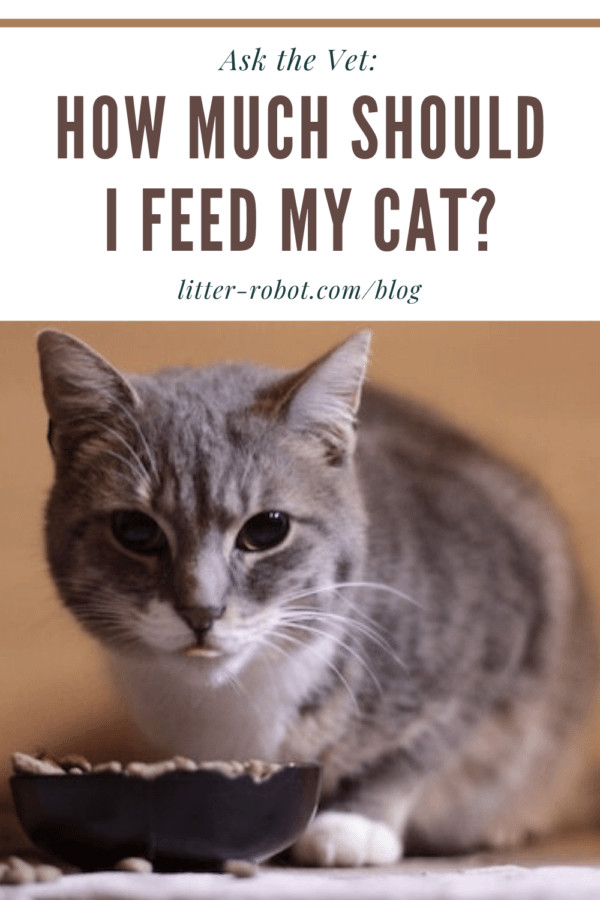 Well-fed grey tabby cat with a shiny coat sitting beside a bowl of dry kibble, illustrating healthy feline feeding practices