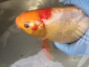 A healthy goldfish in an aquarium