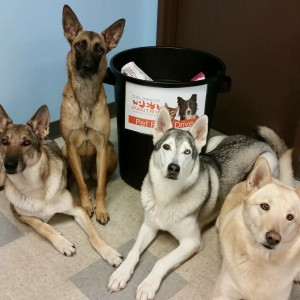 Donate Dog Food Near Me: Support Local Pet Pantries - Colorado Pet Pantry Logo