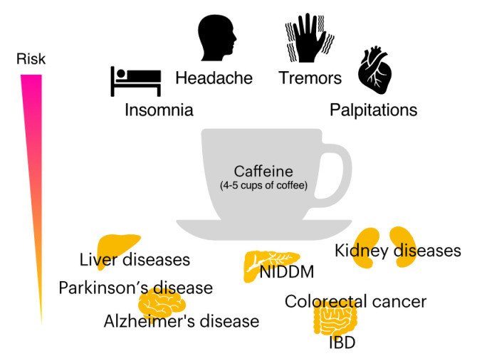 Fig. 1. Advantages and disadvantages associated with caffeine intake. Diseases associated with decreased risk include non-insulin-dependent diabetes mellitus (NIDDM), Parkinson’s disease, Alzheimer’s disease, colorectal cancer, and inflammatory bowel disease (IBD), as well as renal and hepatic disorders. Diseases associated with increased risk include insomnia, headaches, and effects on pregnancy and sperm health.