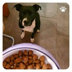 How Many Cups in a Pound of Dog Food? A Complete Guide