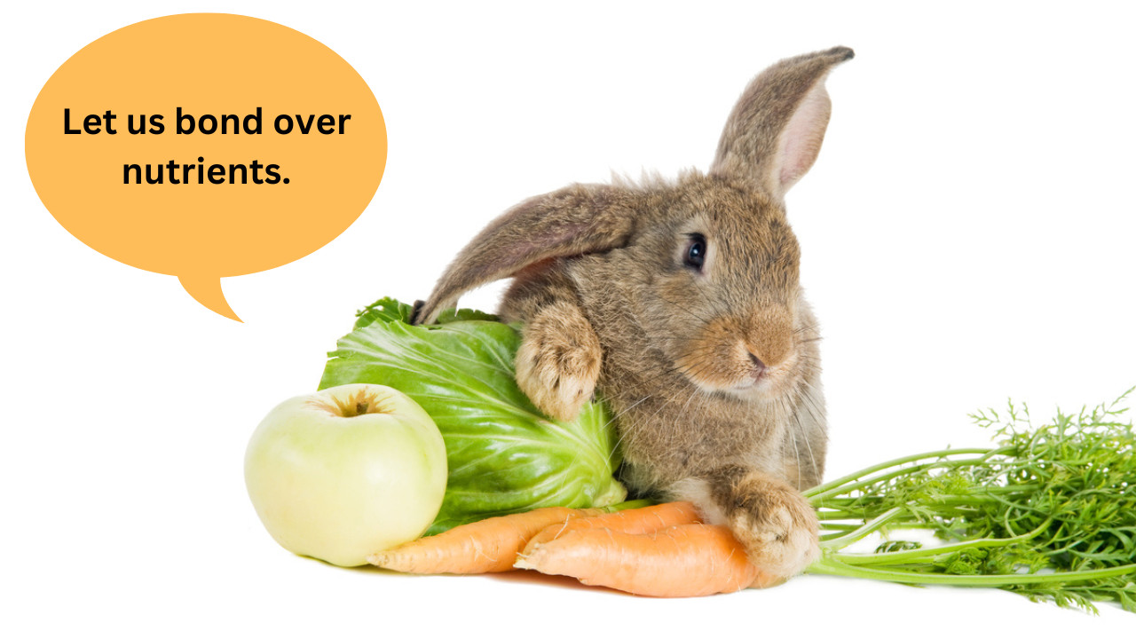 What Foods Can Rabbits Eat? A Comprehensive Guide for Rabbit Owners