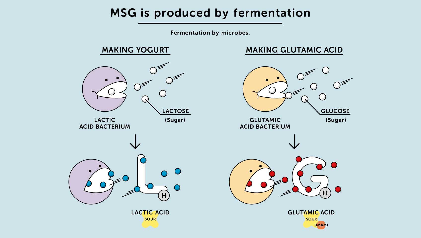 Close-up vibrant image showcasing the fermentation process of MSG, highlighting tanks and natural ingredients like sugarcane, emphasizing MSG's natural origin