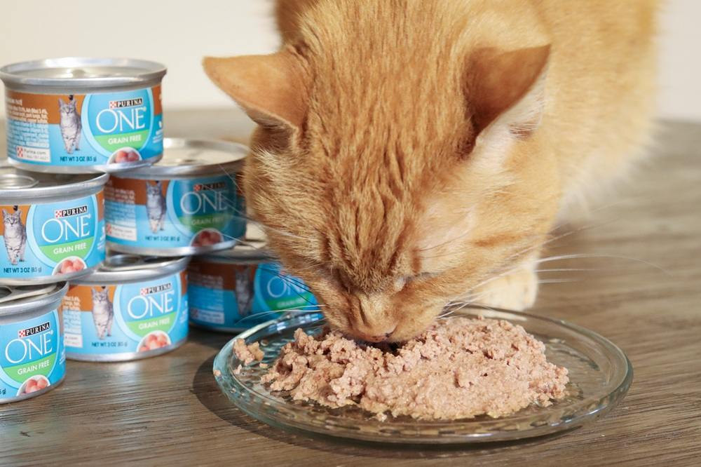 Purina ONE Chicken Recipe Premium Pate in a spoon, highlighting its smooth pate consistency