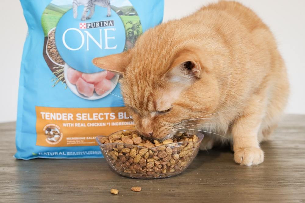 Purina ONE Tender Selects Blend kibble scattered on a wooden surface, highlighting texture and shape