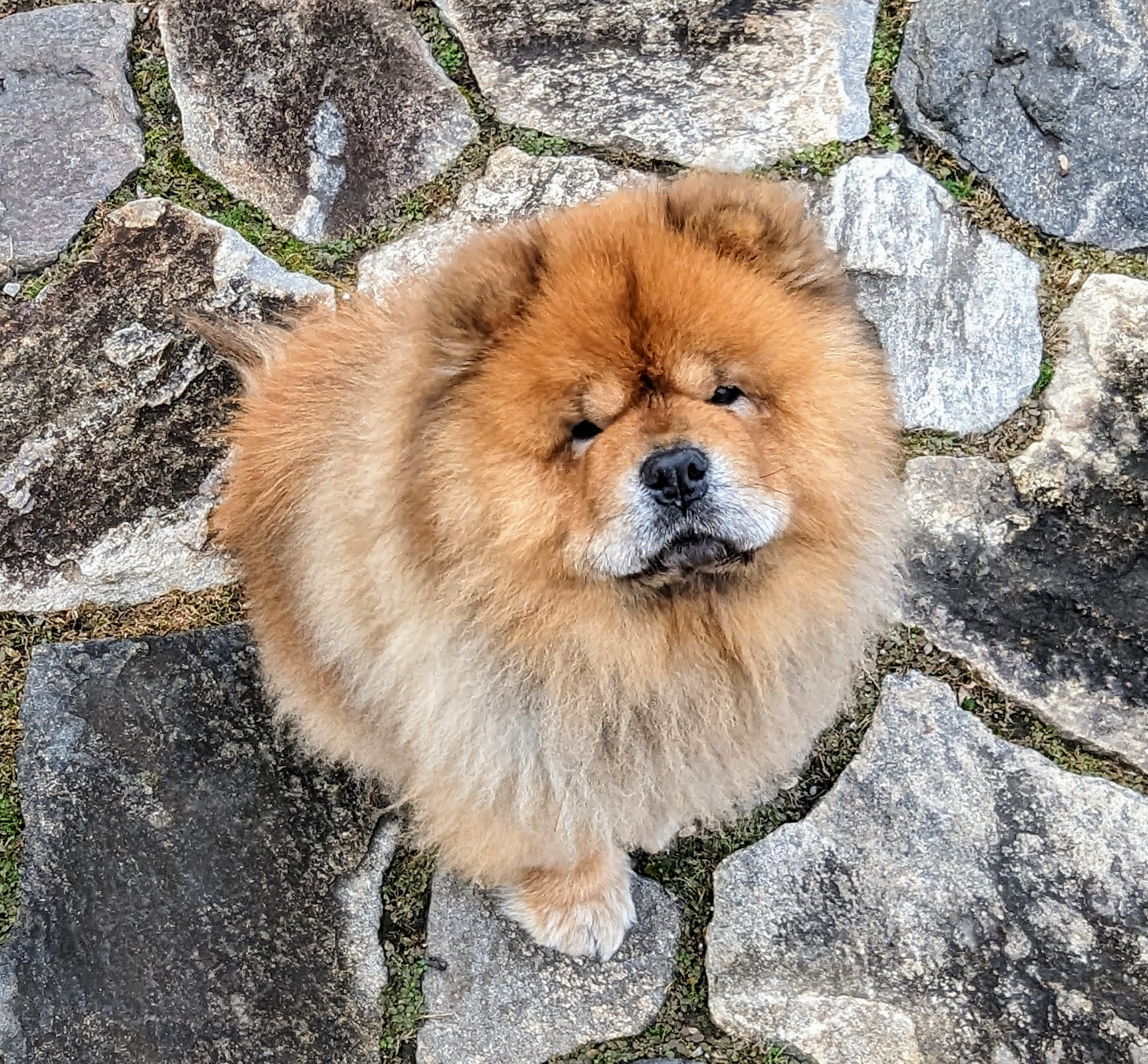 Dog smelling home made dog food ingredients