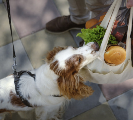 A dog keenly anticipates a grocery bag, highlighting the desire for food but the limitations of food stamps for pet provisions