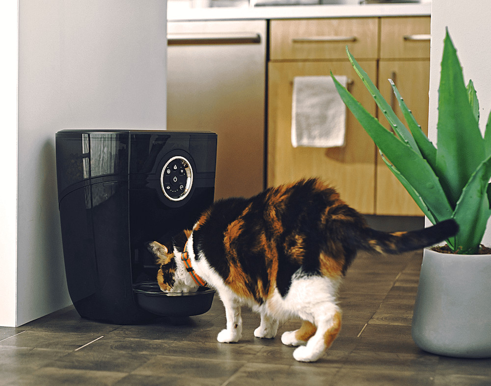 Automated feeder dispensing dry food for a calico cat, showcasing portion control for feline diets