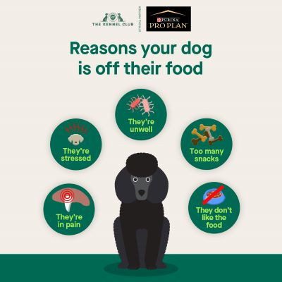 Infographic: Common reasons why your dog is not eating his food, including medical issues, behavioral problems, food quality, and picky eating. Understand the causes of dog food refusal and loss of appetite in dogs.