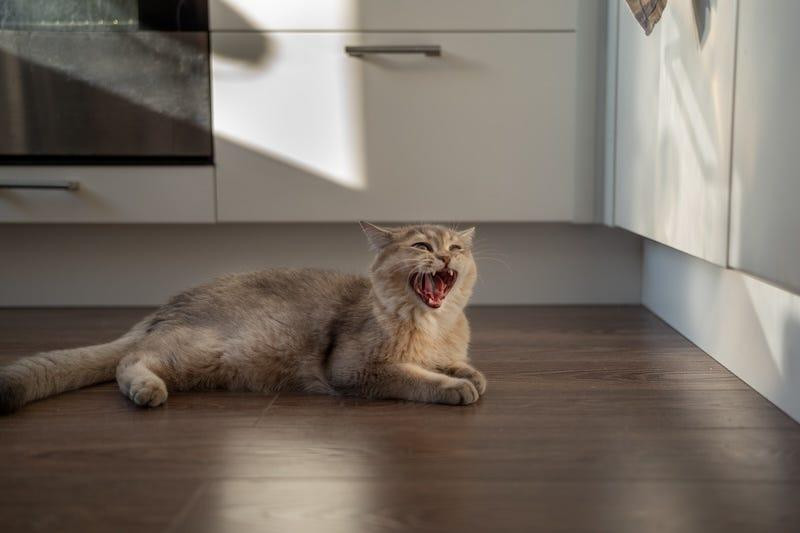 How Much Dry Food to Feed Your Cat: A Complete Guide