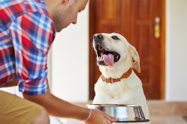 Happy yellow Labrador Retriever with its owner and a food bowl.