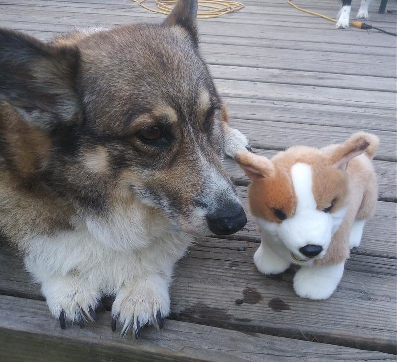 Alt: A senior dog enjoying a fresh food meal.