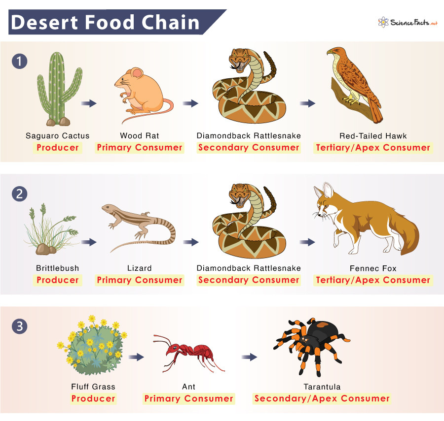 The Intricate Desert Food Web: A Delicate Balance of Life