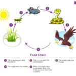 Type an Example of a Food Chain