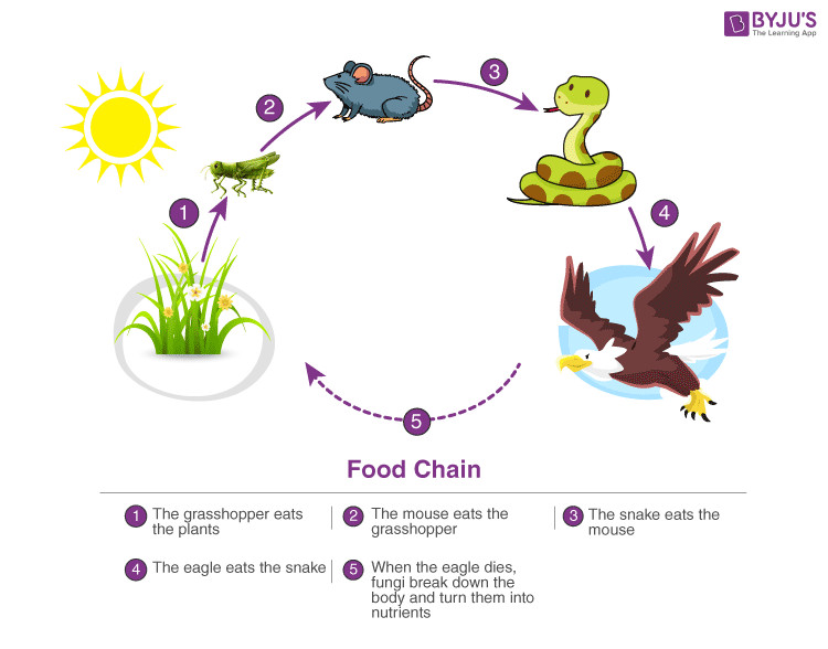 Type an Example of a Food Chain