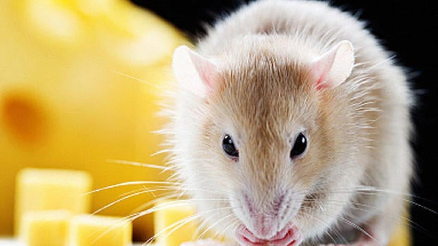 Insect parts, rodent hair, and mold are examples of what the FDA considers "food defects."