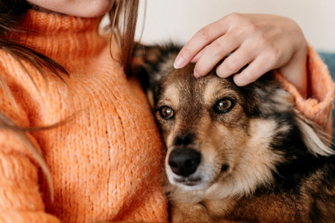 woman-petting-adorable-dog