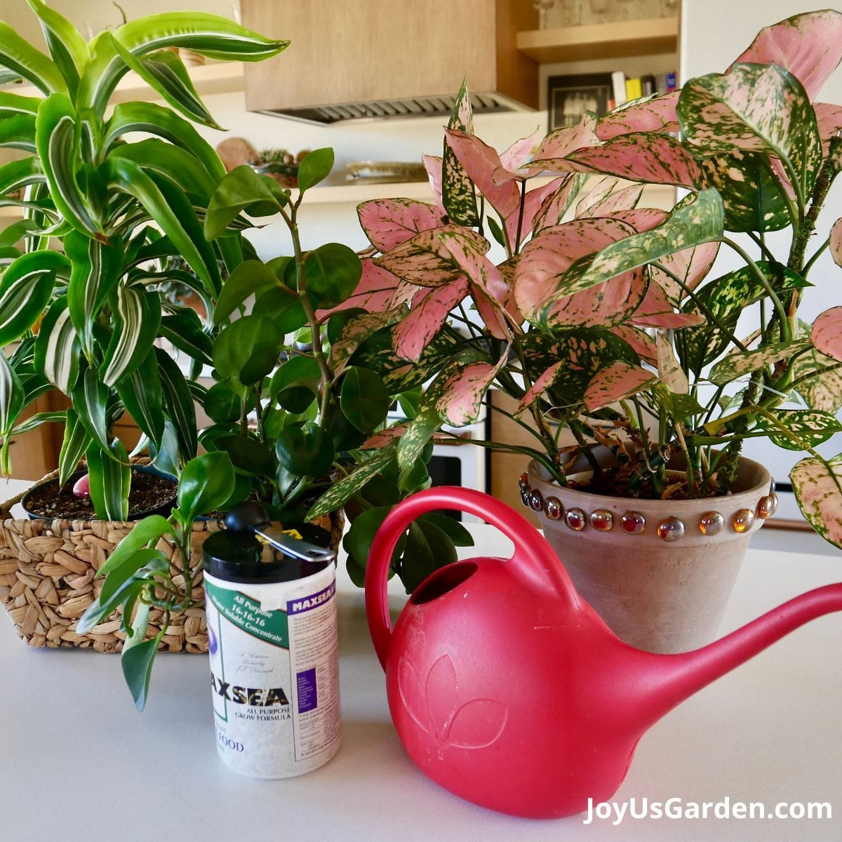 What Is The Best Indoor Plant Food To Keep Plants Healthy?