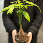 money tree with braided trunk and vibrant green leaves