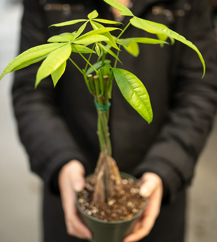 What Is Money Tree Food & How to Use It for Growth?