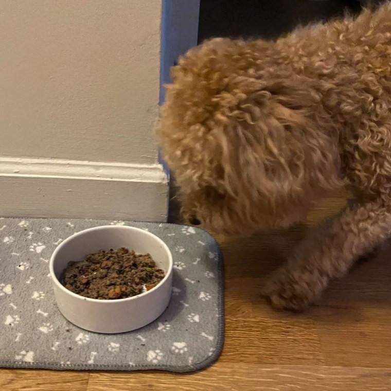 Brown dog eating fresh dog food from a white bowl