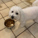 What Is A Good Puppy Food? Expert Tips & Recommendations