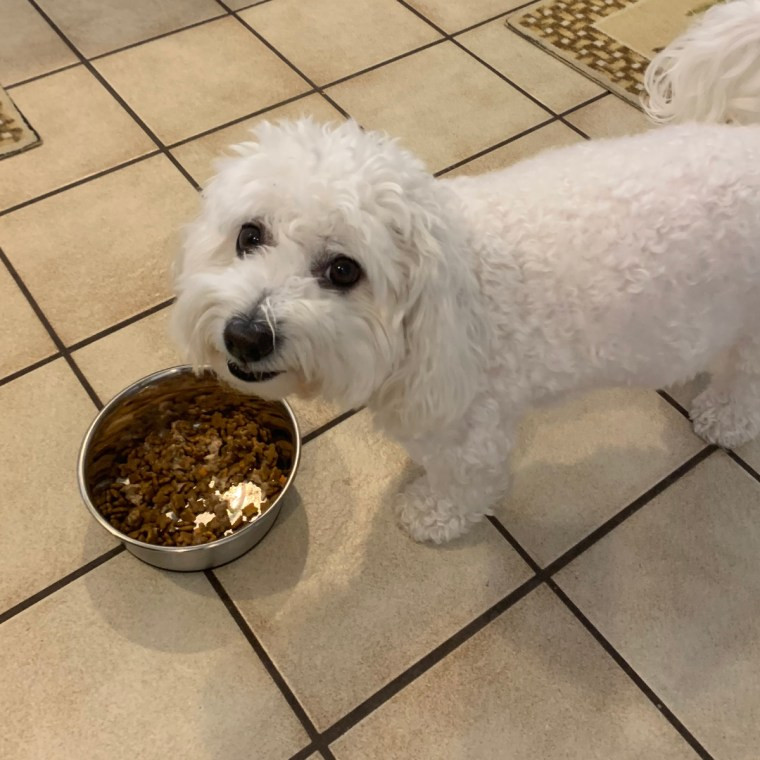 Small white dog eating dog food from a bowl