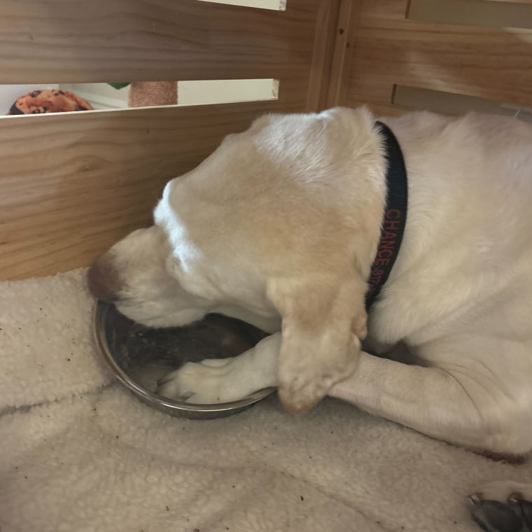Large yellow lab dog eating dry dog food inside crate