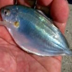 Is Atlantic Food Fish the Same as California Butter Fish?