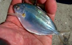 Is Atlantic Food Fish the Same as California Butter Fish?