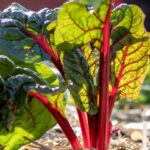 Rhubarb