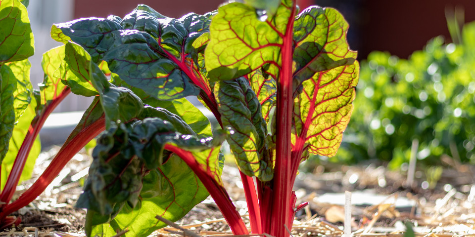 Rhubarb