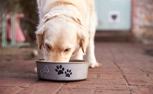 What Is A Good Dog Food Brand? Expert Advice For USA Owners